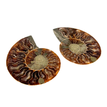 Load image into Gallery viewer, Ammonite Split Pair $34.99