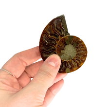 Load image into Gallery viewer, Ammonite Split Pair $34.99