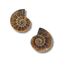 Load image into Gallery viewer, Ammonite Split Pair $9.99