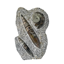 Load image into Gallery viewer, Ammonite and Orthoceras Sculpture