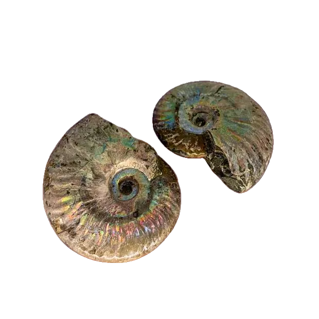 Iridescent Ammonite