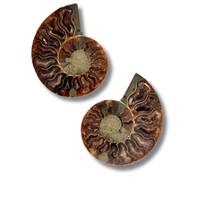 Load image into Gallery viewer, Ammonite Split Pair $34.99
