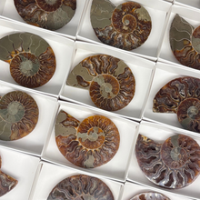 Load image into Gallery viewer, Ammonite Split Pair $34.99
