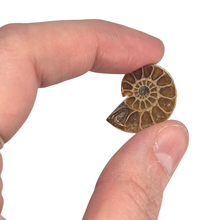 Load image into Gallery viewer, Ammonite Split Pair $9.99
