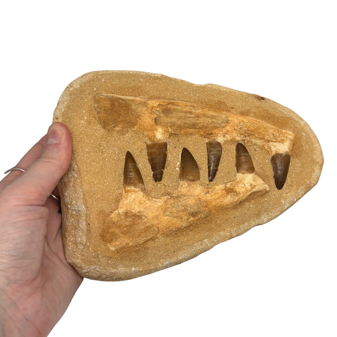 Composite Mosasaur Jaw