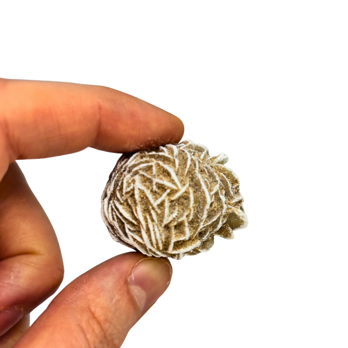 Desert Rose $6.99