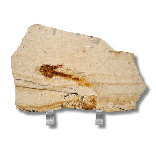 Fossil Fish $29.99
