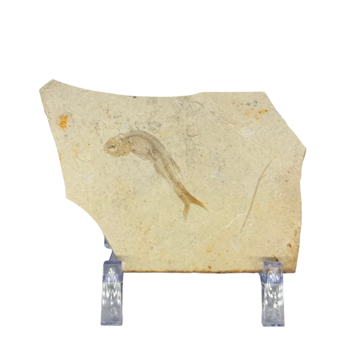Fossil Fish $39.99