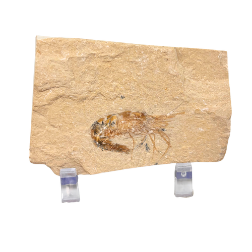 Fossil Shrimp