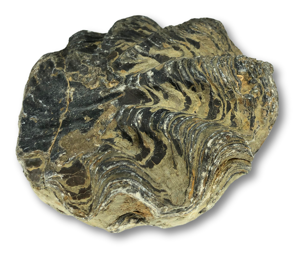 Large Fossil Oyster $80.00
