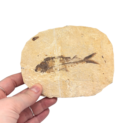 Fossil Fish $109.99