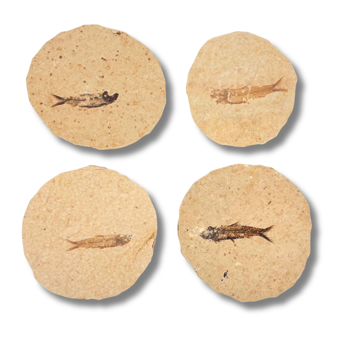 Rounded Fossil Fish $39.99