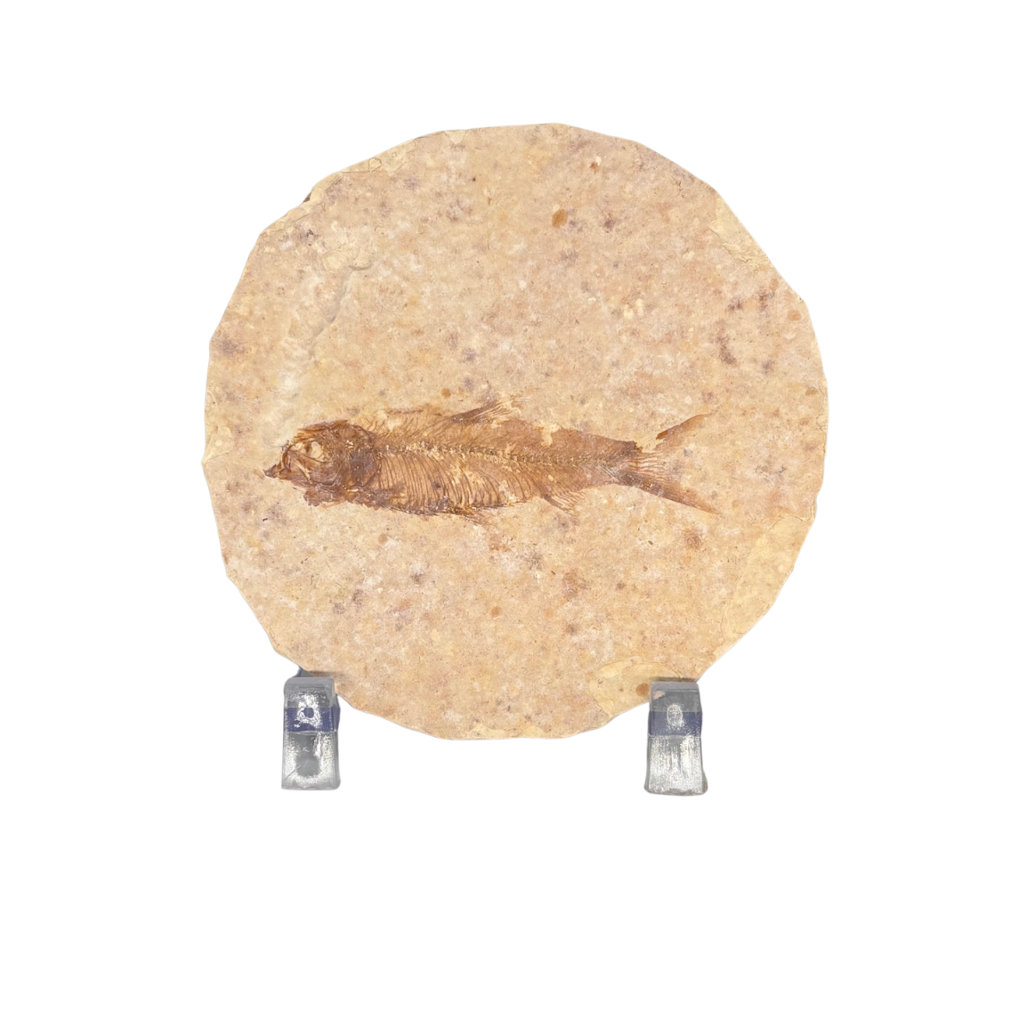Rounded Fossil Fish $39.99