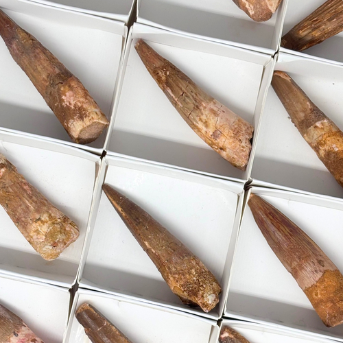 Spinosaurus Tooth $39.99