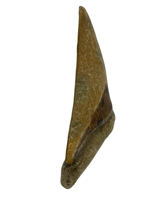 Science Museum of Minnesota Megalodon Tooth Replica