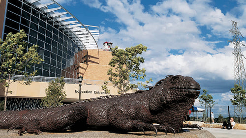 Serpentine "Iggy" Iguana